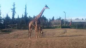 Entre el buin marino y todo lo demás!sí bien,todo está envuelto en un montaje muy bello y estudiado.cada día me convenzo más. Buin Zoo Jirafas Youtube