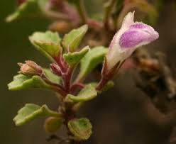 Image result for Stemodiopsis