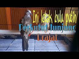 Ini Letak Bulu Putih Perkutut Junjung Drajat Youtube