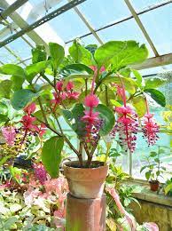 Growing Medinilla From Seed Tips For Germinating Medinilla Seeds Indoor Flowering Plants Plants Small Evergreen Shrubs