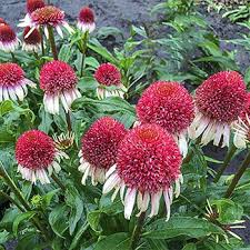 Check spelling or type a new query. A Unique Hue And Flower Shape Luresadmirers And Pollinators To Your Garden Coneflowers Are Among The Most Belovedsummertime Strawberry Plants Plants Echinacea