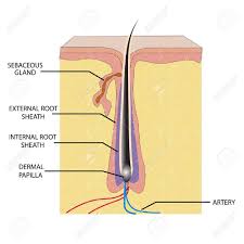 Acne skin health care concept as a group of pimples or sores on human skin as a medical anatomy symbol for a skincare epidermis disorder on a white background. Illustration Of Anatomy Of Hair With Label On White Background Royalty Free Cliparts Vectors And Stock Illustration Image 9252360