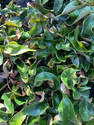 Image result for Pyrrosia rhodesiana