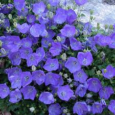 Campanula Rapido Blue Flower Landscape Plants Ground Cover Plants