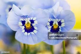 7,963 Violets Are Blue Stock Photos, High-Res Pictures, and Images - Getty  Images