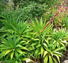 Image result for Beschorneria sp. (Biegel 5357)