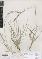 Image result for Eragrostis schweinfurthii
