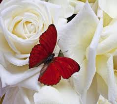 Beautiful And Romantic Rose And Butterfly Flowers Flower Wallpaper Rose