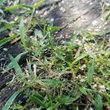 Image result for Eragrostis inamoena