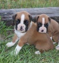 I have 2 male european male boxers that are available. Boxer Puppies For Sale Indianapolis In 94552 Petzlover