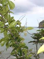 Image result for Terminalia boivinii