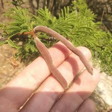 Image result for Acacia schweinfurthii