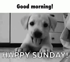 With tenor, maker of gif keyboard, add popular good morning cartoon animated gifs to your conversations. Happy Sunday Gifs 70 Cool Animated Gif Pics