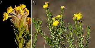 Image result for Rytigynia bridsoniae