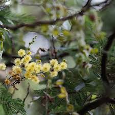 Image result for Acacia mearnsii