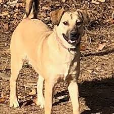 Available Pets At Out Of The Woods Animal Rescue Of Arkansas In Little Rock Arkansas Pet Adoption Animal Rescue Dog Adoption