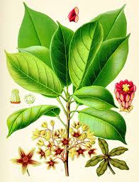 Image result for Cola mossambicensis