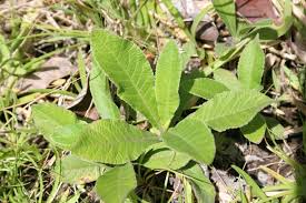 Image result for Elephantopus