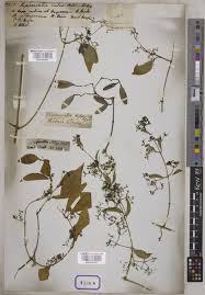 Image result for Hippocratea indica