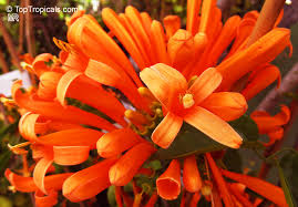 Image result for Pyrostegia