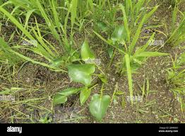 Image result for Monochoria