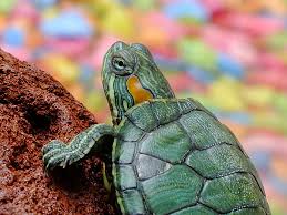 Having a pet can create many rewarding experiences. 270 Best Names For Pet Turtles And Tortoises 2020 Petshoper