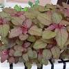 Budidaya sayur bayam bayam adalaha jenis sayuran yang banyak dikonsumsi oleh masyarakat amaranthus tricolor termasuk jenis bayam cabut berbatang merah (bayam merah) atau hijau. Https Encrypted Tbn0 Gstatic Com Images Q Tbn And9gcsyweudmoud95dmnnnbvkhoeo8iecgulmlc8hzs Nodyu6zup7v Usqp Cau