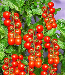 Tomaccio Tomate Tomaten Bei Baldur Garten Pflanzen Tomatenpflanzen Tomaten