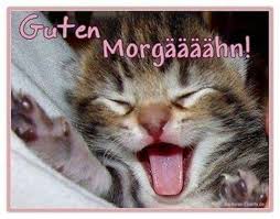 Guten Morgen Guten Morgen Katze Guten Morgen Lustig Lustige Tierbilder