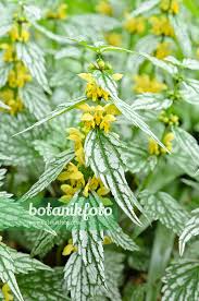 Image result for Lamium galeobdolon