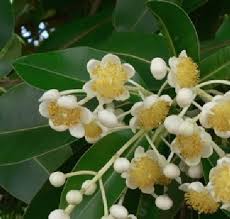 Image result for Calophyllum
