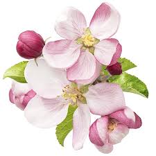 As a verb, blossom means to produce flowers. Symbolic Meanings Of Flowers That You Ve Been Wanting To Know Gardenerdy