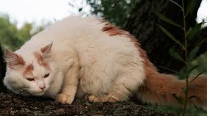 Jiji.ng more than 5 turkish van cats & kittens are waiting for you buy your future friend today ▷ prices are starting from ₦ 70,000 in nigeria. 7 Facts About Turkish Van Cats Mental Floss