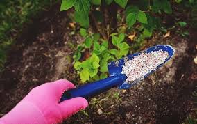 And this extract is known as the 'miracle' plant food by nature. Tree Fertilizer Tips How To Fertilize Your Trees Gardens Nursery