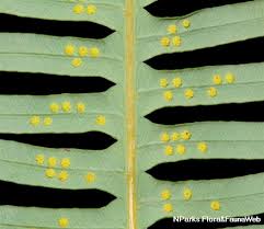 Image result for Dicranopteris elegantula