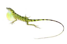 Image result for Anolis gemmosus