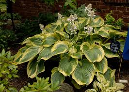 Once you have cut a circle around the clump, slide the spade underneath the clump and lift it out of the ground, or pry the clump from the ground with the fork. All Hostas Are Not Created Equally Walters Gardens Inc