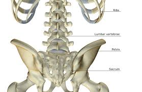Image result for Lumbar vertebrae