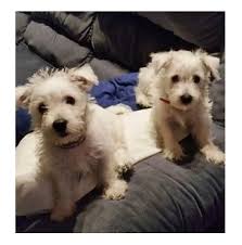 Registered West Highland White Terrier Dog Breeders Australia