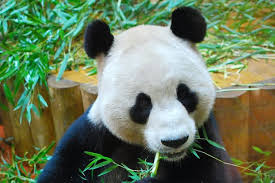 Giant Panda At Edinburgh Zoo Has Both Testicles Cut Off Amid Cancer Scare Daily Record