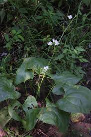 Image result for Alismataceae