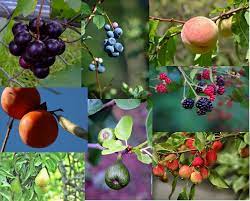 It can seem like forever before you get your first tiny yield but it's worth the time and investment in order to have fresh fruit available on your homestead. Fruit And Nut Tree Pruning Workshop February 9 North Carolina Cooperative Extension