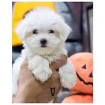 Teacup Maltese, Teacup Maltese for Sale, Maltese Puppies ...