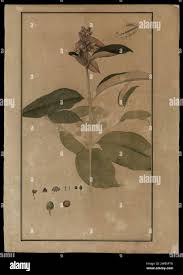 Image result for Vismia orientalis