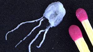 Irakunji Jellyfish Irukandji Jellyfish Jellyfish Deadly Animals