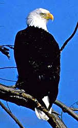 Turkey and Eagle: Ben Franklin Compares as Symbols of America