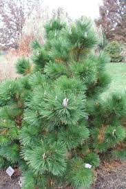 For japanese black pine japanese black pine (pinus thunbergiana) is a medium sized, irregularly pyramidal tree. Plant Primer Thunderhead Japanese Black Pine Entertainment Life The Columbus Dispatch Columbus Oh
