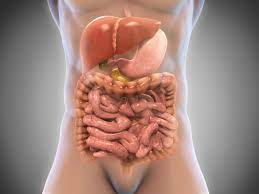 Adapun panjang usus secara keseluruhan kurang lebih 8,25 m. Anatomi Sistem Pencernaan Dan Fungsi Masing Masing Bagiannya Honestdocs