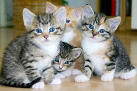 They do not normally open their eyes until after seven to ten days. Kittens Cats Group Of Free Photo On Pixabay