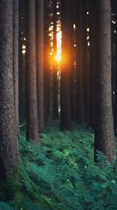 Download Nature 720 X 1280 Wallpapers 4620621 Art Photo Photography Nature Forest Wallpaper Forest Wallpaper Iphone Tree Wallpaper